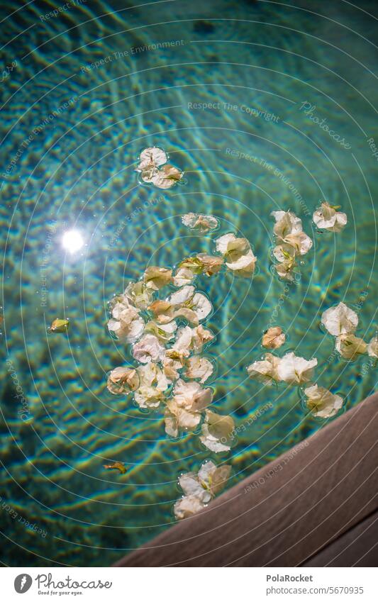 #A0# Blüten im Pool Blütenblatt Blütenblätter Wind blau Hotelpool