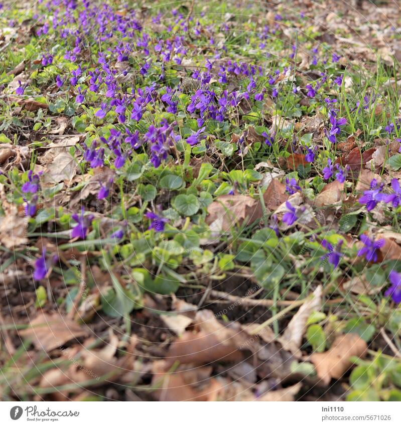 Einer der ersten Frühlingsboten - das Veilchen Frühjahr Pflanzen lila Duftveilchen wohlriechend wohlriechendes Veilchen Viola odorata Halbschatten Blütenteppich