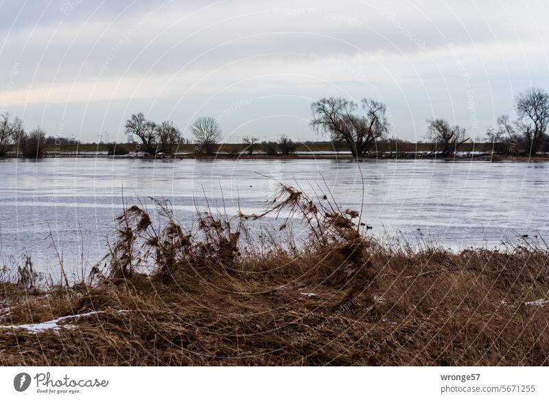Sinkender Pegel Elbe Hochwasser Fluss Überschwemmung Überflutung Wasserstand Klimawandel Uferrand Uferbereich Gesträuch Bäume am Horizont Winter Tauwetter