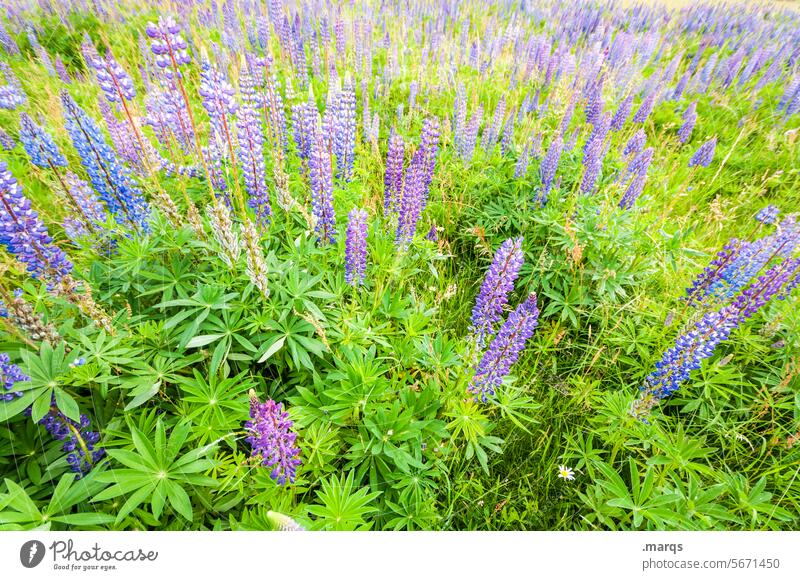 Lupinen violett viele natürlich Blühend Lupinenfeld Sommer Natur Pflanze Umwelt grün blühen Wildblume lila Lupinenblüte hell Perspektive Weitwinkel