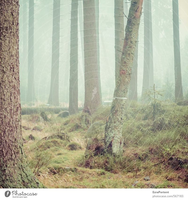 ||||/|| Umwelt Natur Landschaft Pflanze Erde Luft Wasser Herbst Klima Wetter schlechtes Wetter Nebel Baum Gras Moos Wald Holz Linie ästhetisch kalt nass braun