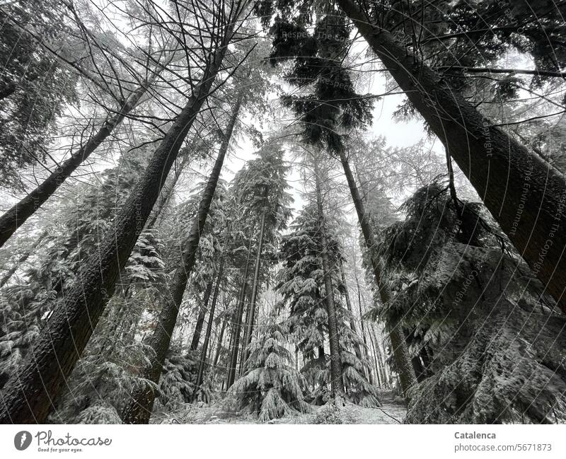 Schnee im Wald Frost Umwelt Jahreszeiten Winterstimmung Kälte still dunkel Schneedecke Nadelbäume Fichten Tannen Winterwetter Natur Himmel Bäume Tag Tageslicht