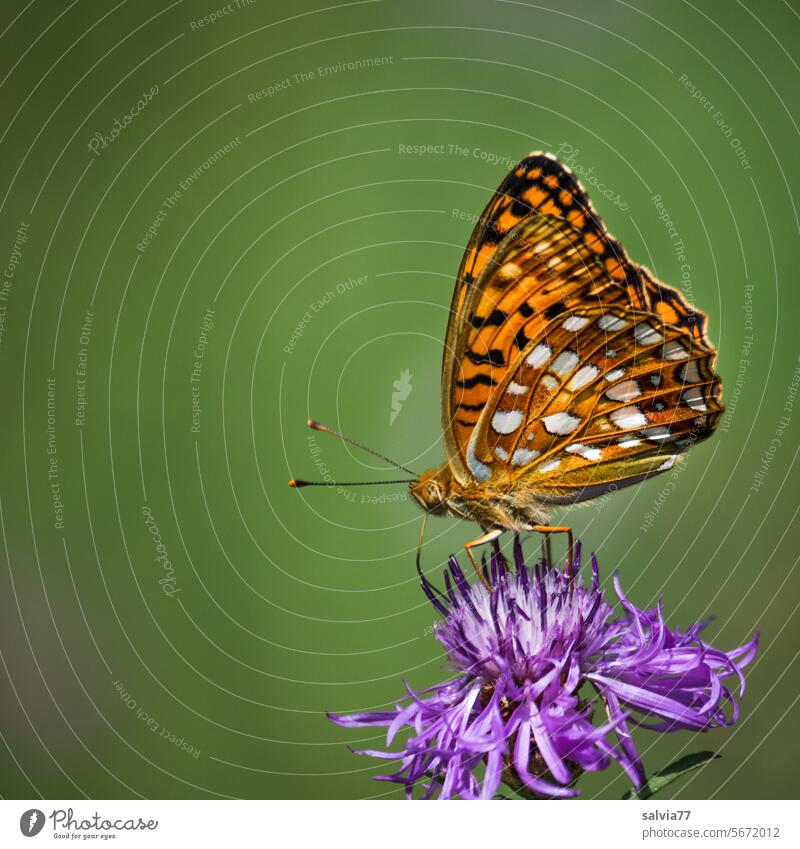 ein Juwel des Sommers, der Märzveilchen-Perlmutterfalter Argynnis adippe Fabriciana adippe Feuriger-Perlmutterfalter Schmetterling Lepidopteren Tagfalter Insekt