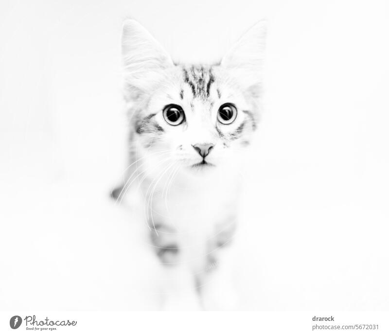 getigerte Katze mit großen Augen, die dich anstarren Tigerkatze Tabby Tabby-Kätzchen Schwarzweißfoto Hochwertiges Foto hoher Schlüssel High-Key-Fotografie