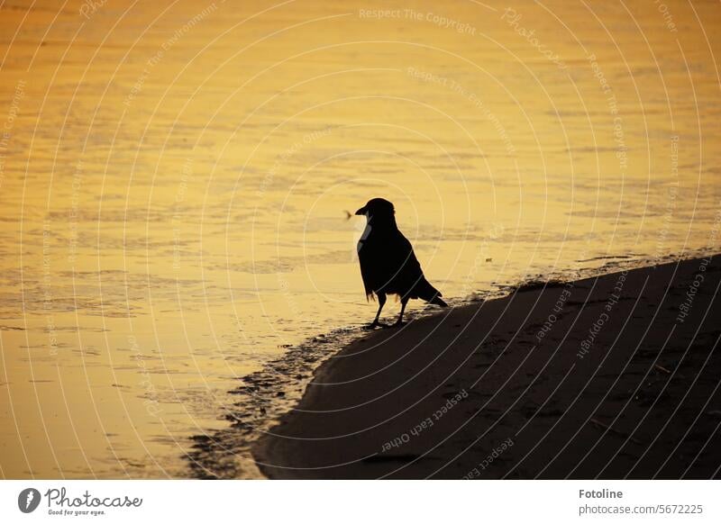 Ein Rabe steht am Ufer des zugefrorenen See's und schaut sich den Sonnenuntergang an. Vogel schwarz Tier Krähe wild Tierwelt Schnabel Fauna dunkel Sonnenlicht