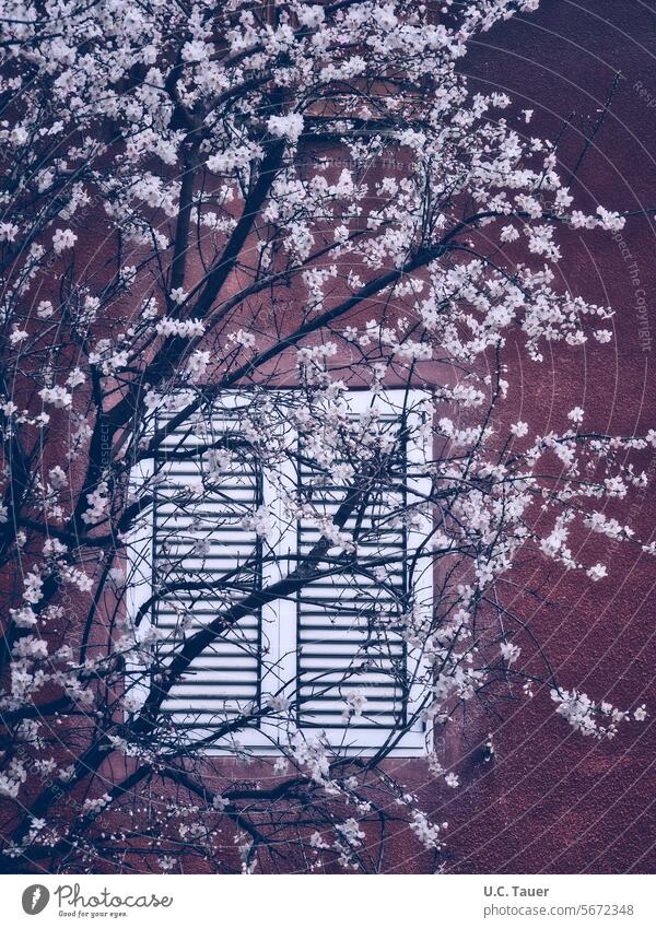 Frühling vorm Fenster rote Wand weißes Fenster Äste Zweige blühend Blüten Baum Zweige u. Äste Außenaufnahme Frühjahr Fensterläden geschlossen