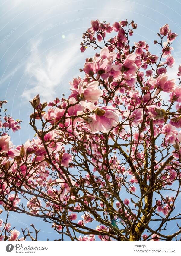 Magnolie Blütenknospen Magnoliengewächse Magnolienblüte Zweige u. Äste Blühend Frühlingsgefühle Natur rosa Eleganz sanft Reinheit weich Blütezeit Botanik