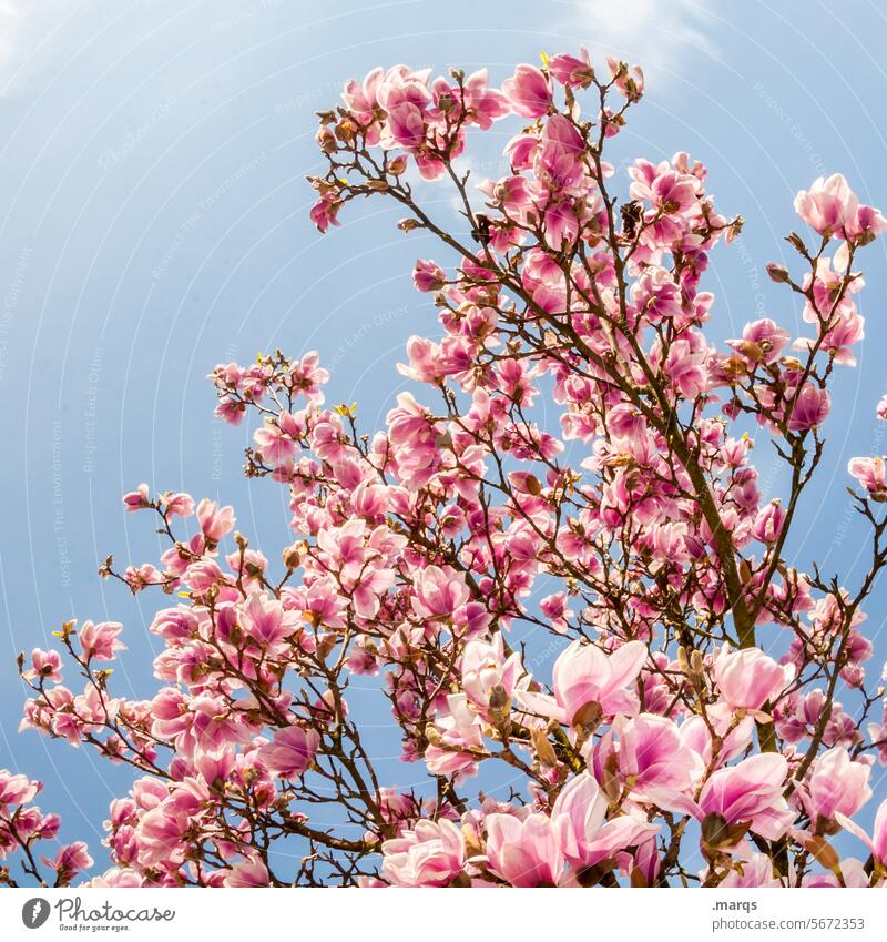 Magnolie Magnolienbaum Magnoliengewächse Frühling Natur Zweige u. Äste Blüte rosa Blühend Frühlingsgefühle Magnolienblüte Wolkenloser Himmel Blütenknospen