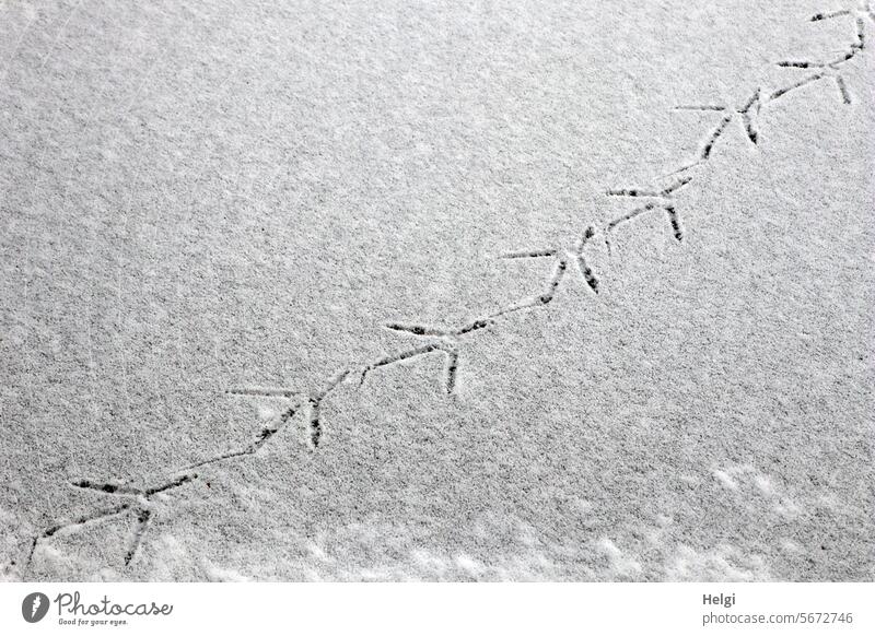 Spuren auf dem verschneiten Eis Vogelspuren Schnee Kälte Winter Frost gefroren See kalt Natur weiß Winterstimmung Wintertag frieren Außenaufnahme Jahreszeiten