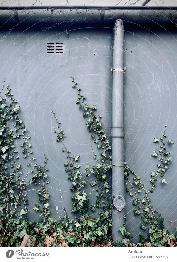 Efeu an grauer Wand mit Regenrinne und Rohr Mauer grün wachsen Kletterpflanzen Pflanze bewachsen Ranke Blatt Grünpflanze alt Wachstum Natur Herbstlaub