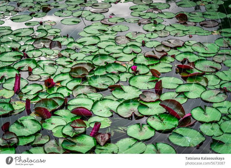 Seerose im Teich mit grünen Blättern und roten Blüten botanisch Flora Lilien Natur Wasser Pflanze Blütezeit Hintergrund schön Überstrahlung Blume Schönheit