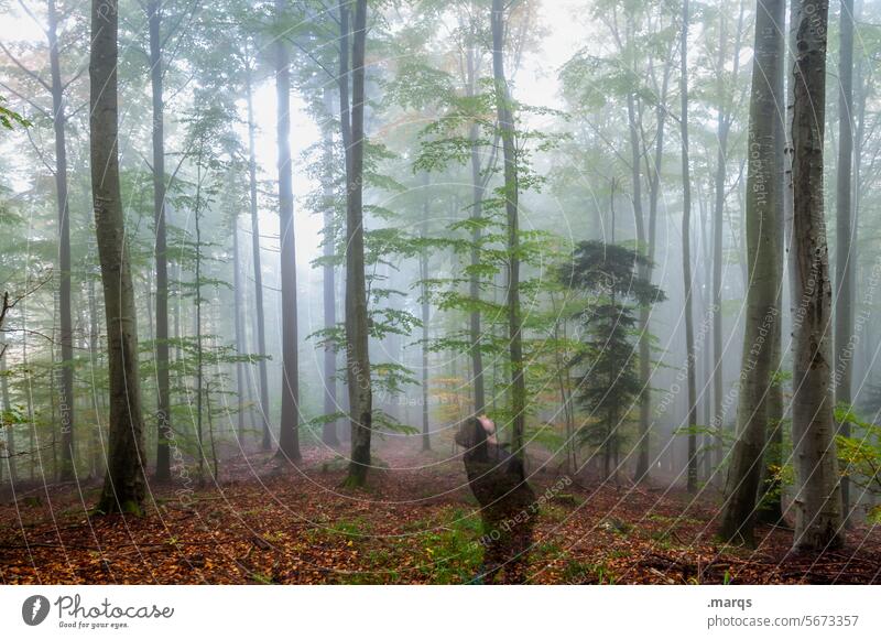 Im Nebel Wald Stimmung Natur Laubbaum Laubwald Herbst geheimnisvoll Umwelt Urelemente Erholung