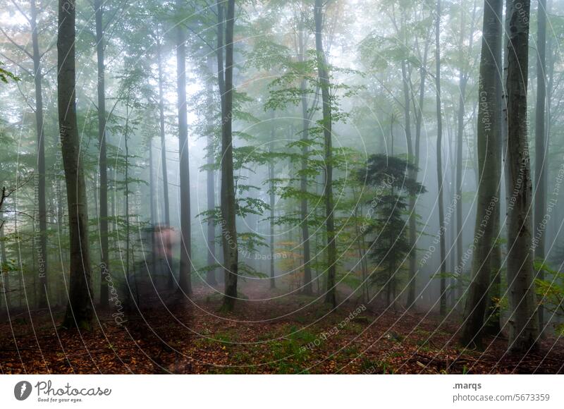 Erscheinung Wald Laubwald Nebel Herbst Natur Umwelt Mensch geisterhaft stehen genießen Erholung Waldboden Baum Urelemente Stimmung Gefühle kalt dunkel