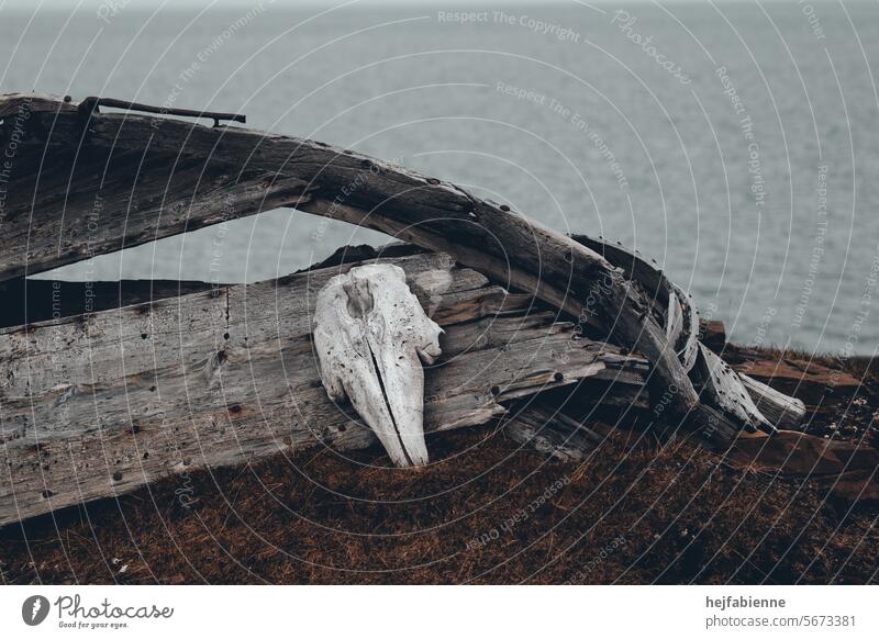 Ein alter Walschädelknochen lehnt an einem zerschellten Holzboot. Alte Walfangstation auf Spitzbergen an der Beluga Wale auf grausame Art mit Netzen gefangen und geschlachtet wurden.