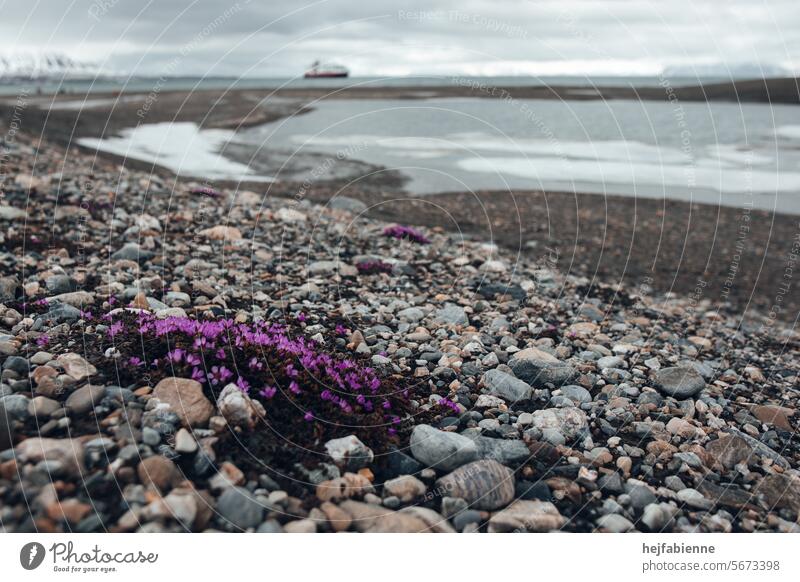 Farbklecks in karger Landschaft. Rosafarbenes Steinkraut am Geröllufer des Polarmeers auf Spitzbergen. Fjord und Expeditionsschiff im Hintergrund.