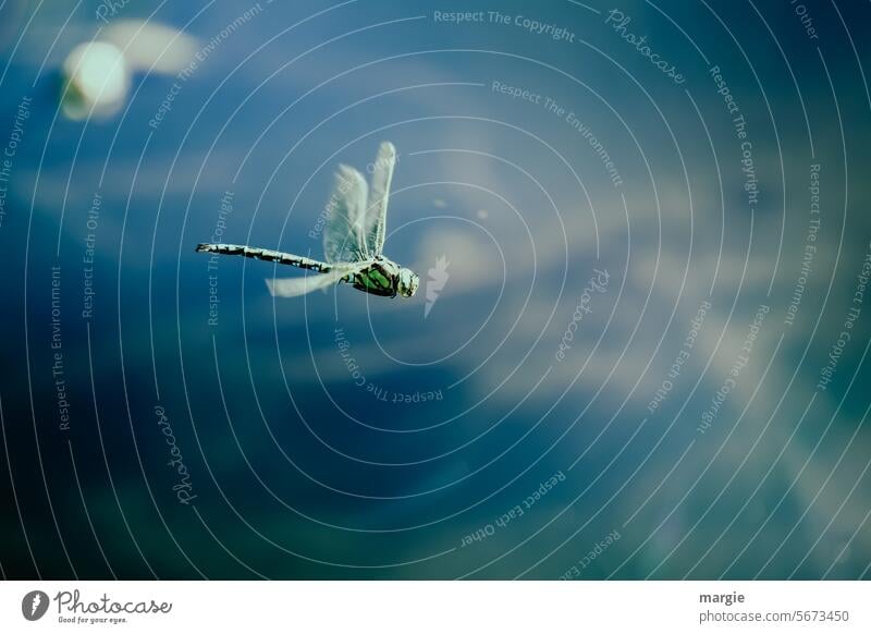 Libelle im Flug Tier Nahaufnahme Wasser Himmel Insekt königslibelle Außenaufnahme Makroaufnahme Natur Schwache Tiefenschärfe fliegen Tierporträt Flügel Wildtier