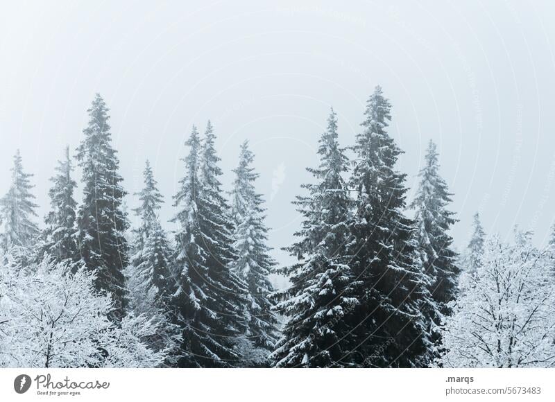Frierende Bäume Winter Schnee Baum Natur kalt Wald Landschaft Eis Nadelbaum Urelemente Frost frieren Klimawandel Wetter Umwelt Winterurlaub eisig