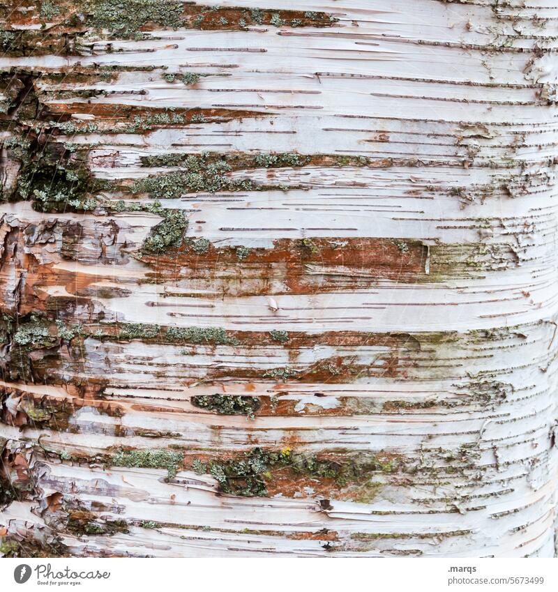 Birkenrinde Rinde Detailaufnahme Holz Baum Muster Baumstamm Baumrinde Strukturen & Formen Natur Maserung Birkenstamm Stamm Nahaufnahme Pflanze Oberfläche