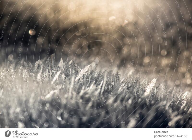 Eiskristalle Grau frieren kalt Wetter Raureif Jahreszeit Winter winterlich Kälte Winterstimmung Frost frostig schön gefroren Struktur Tag Tageslicht