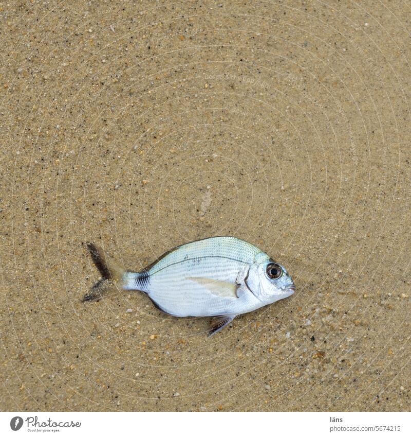 Voll dämlich l Fisch auf dem trockenen Strand Sand Küste Menschenleer trocken liegen Tod Totes Tier Lebensmittel Tierporträt Schuppen Ernährung