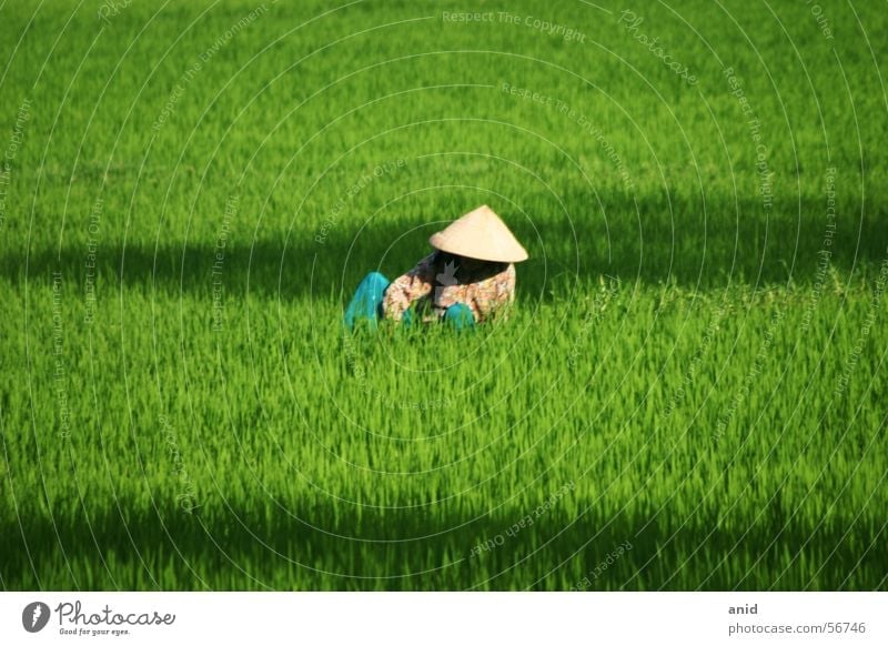 c&#417;m - reis Vietnam Reisfeld Reisbauer Asien Kambodscha Laos Thailand Bali Indonesien China grün Landwirt