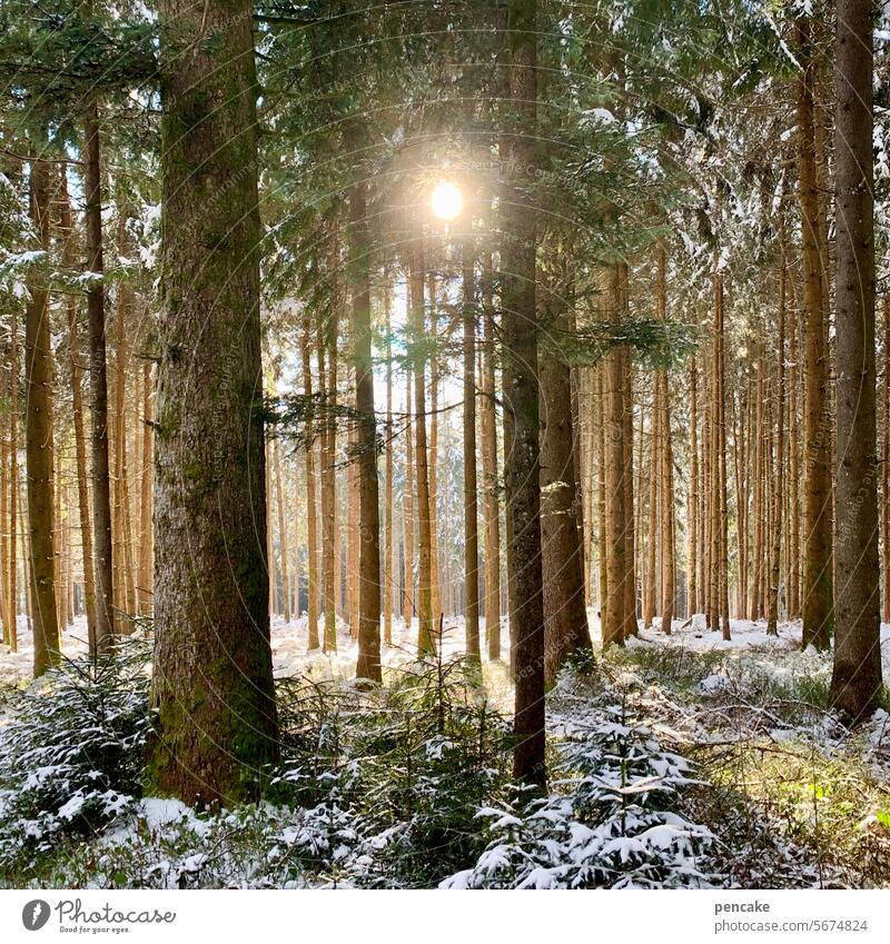 achtsamkeit | waldbaden im winter Wald Stimmung Ruhe Erholung Waldbaden Achtsamkeit Waldstimmung Lichtstimmung Natur Stille im Wald