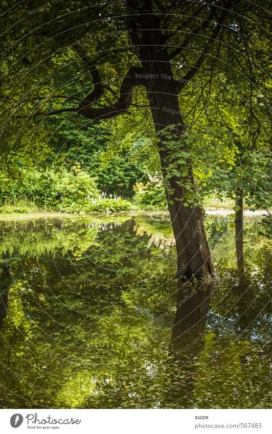 Naturgrün Umwelt Landschaft Pflanze Urelemente Wasser Klima Baum Park Seeufer Moor Sumpf Teich Oase nachhaltig Stimmung Wachstum Wandel & Veränderung Waldsee
