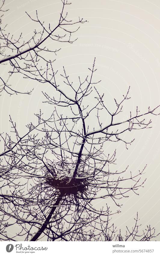 Das Winternest Vogelnest Nest Krähennest Baum Zweige winterlich Schnee Kälte Frost Buchcover Roman