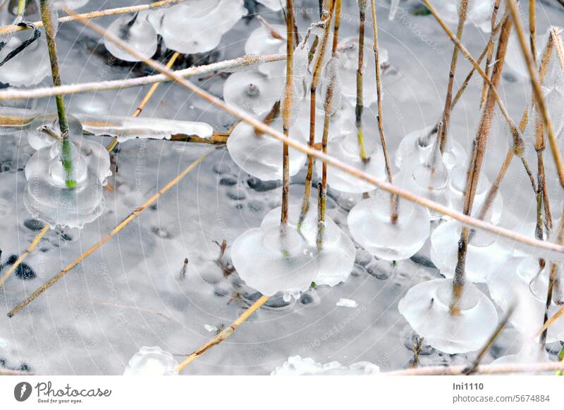 kleine Eisgebilde im Schilf II Natur Winter Frost Binnensee Dümmer See zugefroren Naturschauspiel Wasserspiegel Eisstrukturen frostige Schönheit Eisiges Formen
