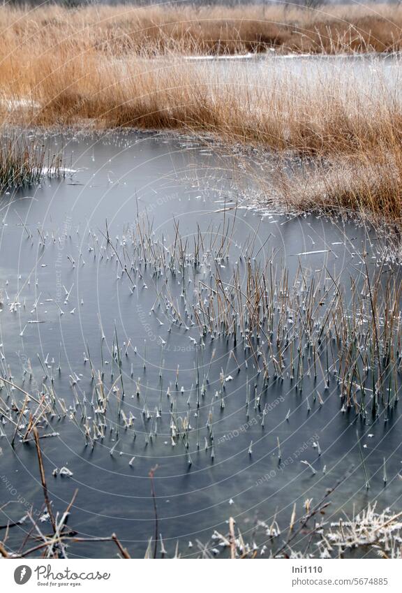 Stille im Moor Winter Frost Stille in der Natur Moortümpel erstarrt zugefroren dünne Eisschicht Gräser Moorhexe Binsen Eiskristalle
