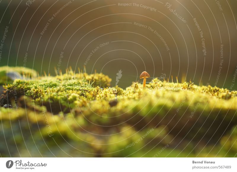 Emporkömmling Herbst Pflanze Moos hell klein Pilz Pilzhut Schirm herausragen einzeln feucht Spinngewebe grün braun grau Wachstum Sonne linsenreflex Farbfoto
