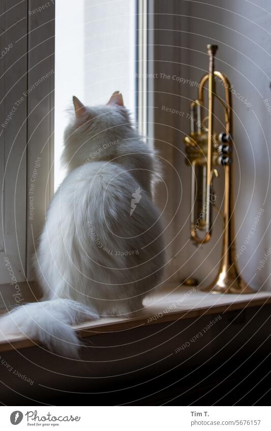 Weiße Katze mit Trompete auf dem Fensterbrett Kater weiß Tier Haustier Fell Hauskatze Tierporträt niedlich Katzenkopf Blick kuschlig beobachten Katzenohr