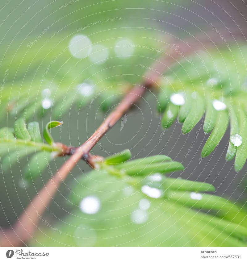 Regenwaldregentropfen - IGS 2013 Natur Wassertropfen Pflanze Sträucher Grünpflanze Park Holz grün ruhig Farbfoto Außenaufnahme abstrakt Strukturen & Formen