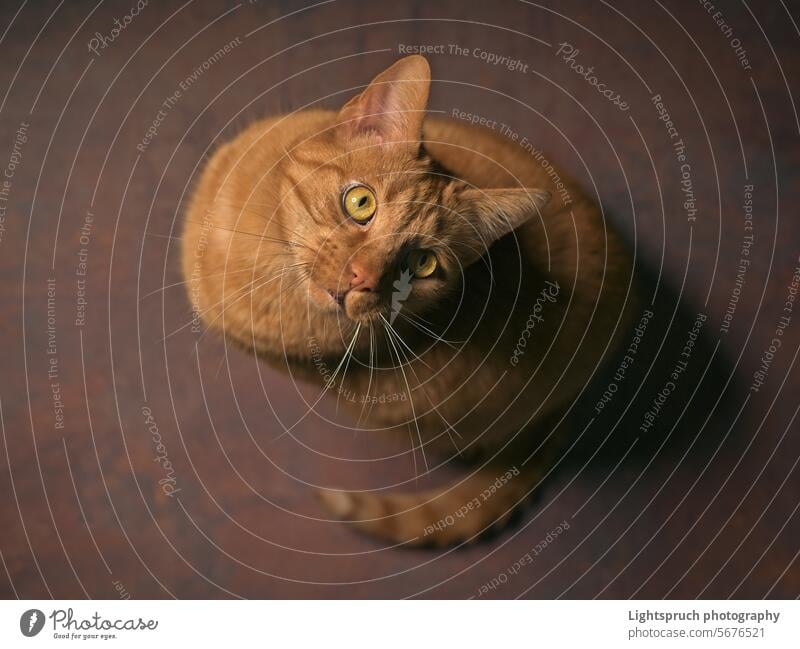 Süße rote Katze auf dem Boden schaut nach oben. Hohe Winkelansicht mit selektivem Fokus. Hauskatze Ingwer-Katze Sitzen in die Kamera schauen aufschauend