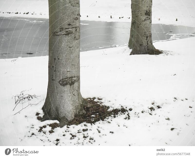 Kalte Füße Winter Bäume Baumstämme zwei Paar Nachbarn nebeneinander Außenaufnahme Natur Teich Park Detailaufnahme Farbfoto Gedeckte Farben Landschaft Holz