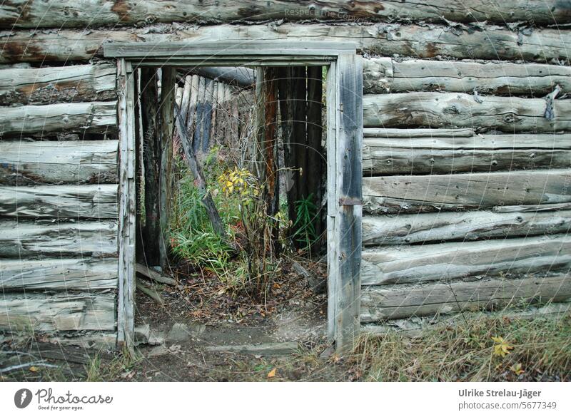Alaska | verfallenes Blockhaus mit Durchblick Ruine Reste Überreste kaputt alt Vergänglichkeit Verfall Wandel & Veränderung lost places Vergangenheit