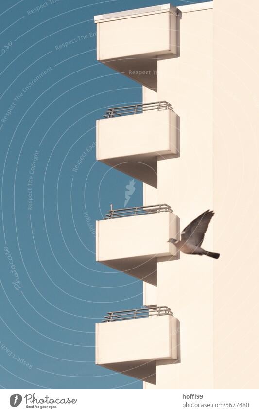 Weiße Balkone mit Taube im Bild vor blauem Himmel weiß minimalistisch Blauer Himmel Vogel fliegen Tier Freiheit Wohnhaus frei Symmetrie Linie Beton