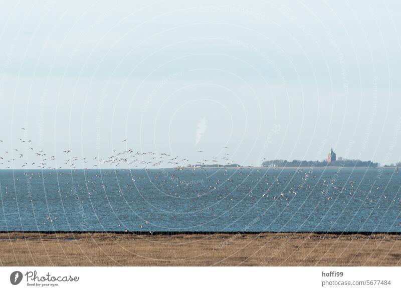 ruhige Panoramaaufnahme eines Vogelschwarms am Meere mit der Insel Neuwerk am Horizont Seevögel Nordseeküste fliegen horizontal weite Sicht Himmel Weite