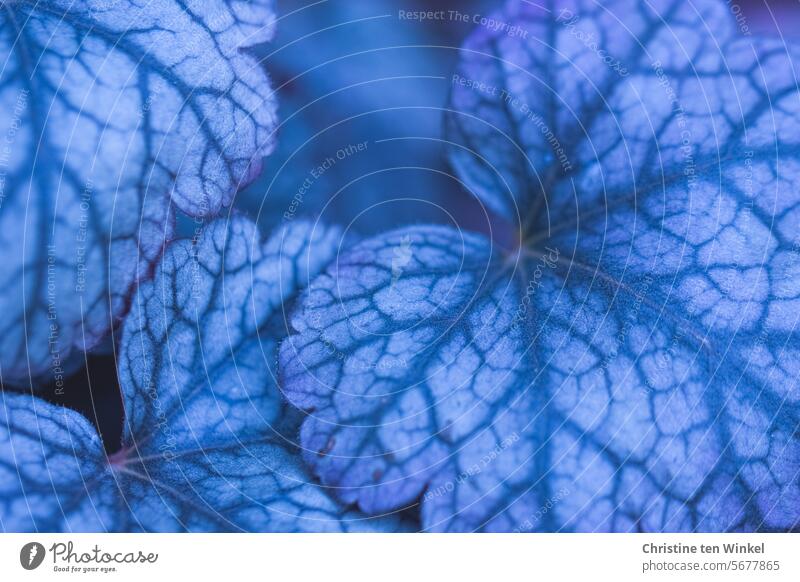 wunderschön gezeichnete Blätter des Purpurglöckchens mit blauer Tönung Heuchera Pflanze Staude Steinbrechgewächs ästhetisch Blattstrukturen Nahaufnahme