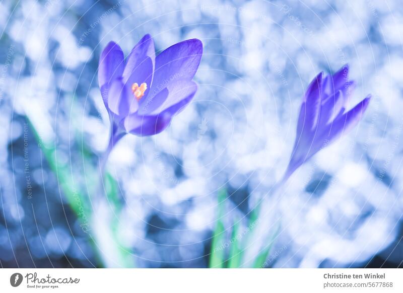 lila Krokusse Krokusblüte violett Blüte Natur Garten Frühling blühend Schwache Tiefenschärfe Unschärfe Perspektive Frühblüher Zwiebelblume ästhetisch nah
