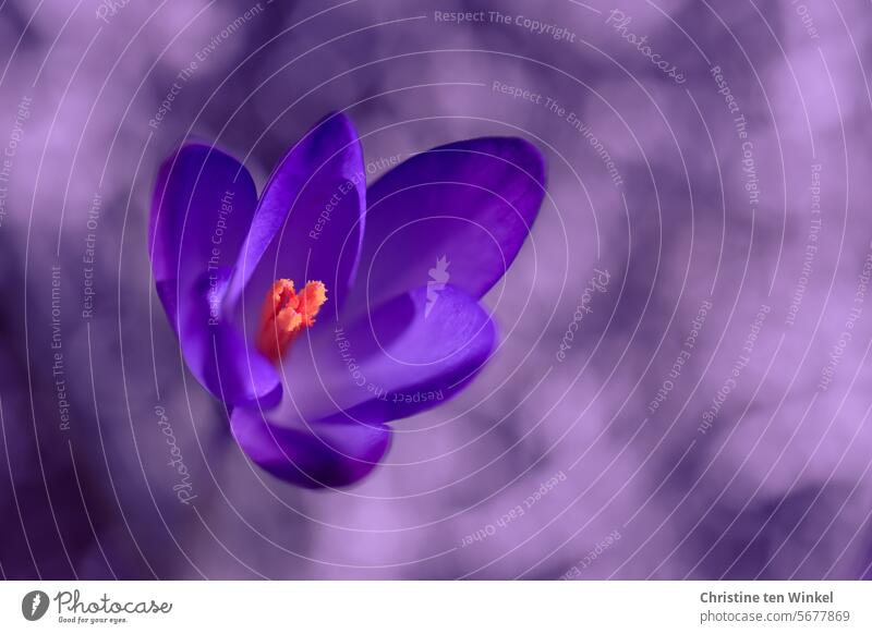 wenn es Frühling wird Krokus Krokusblüte lila violett blühend Garten Natur Blüte Perspektive Unschärfe Schwache Tiefenschärfe nah ästhetisch Zwiebelblume