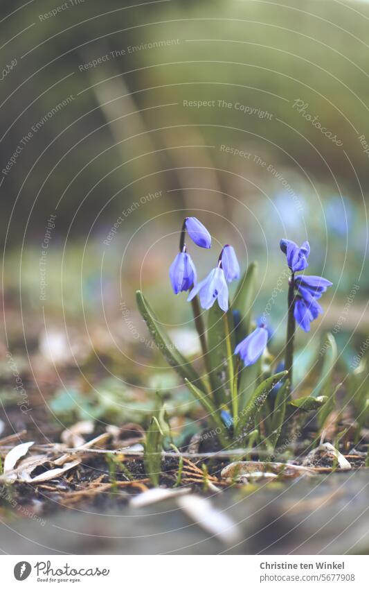 den Frühling herbeisehnen Frühlingsblume Blume Blausternchen Scilla siberica Blümchen blau Licht ästhetisch klein einzigartig Frühlingsgefühle Flora und Fauna