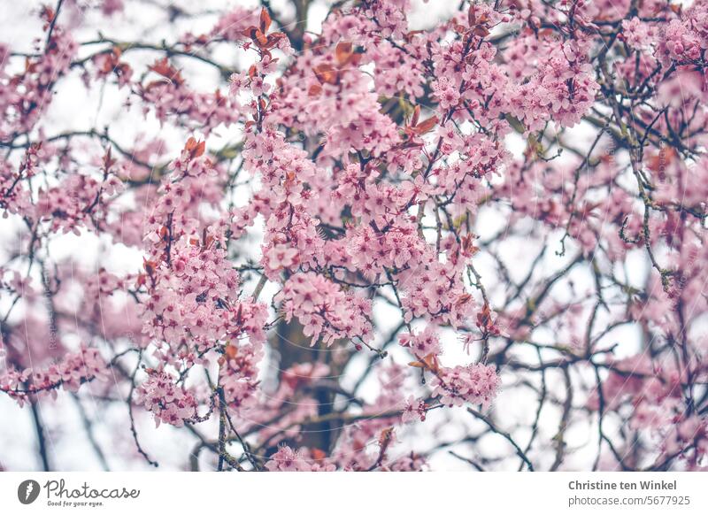 Der Frühling kommt mit rosa Blüten Zweig Gefühle Glück Frühlingsgefühle Blühend Baumblüte Pflanze Nahaufnahme Garten Unschärfe Schwache Tiefenschärfe