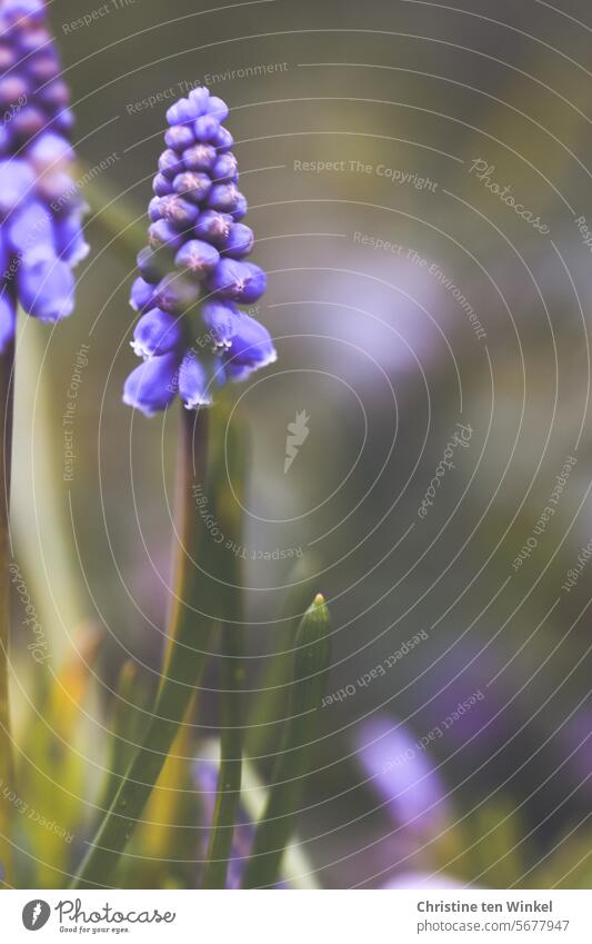 weil blauviolett so schön ist Traubenhyazinthe Perlhyazinthe Blume Blütenpflanze Frühlingsgefühle natürlich nah lila klein grün Hyazinthe Fröhlichkeit elegant