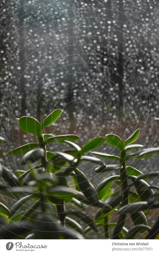 eine Zimmerpflanze steht am regennassen Fenster und wartet auf Sonnenschein Grünpflanze Regentropfen Pfennigbaum Geldbaum Crassula ovata Dickblattgewächse