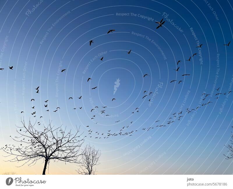 Vogelschwarm am Himmel bei Sonnenaufgang Sonnenuntergang Vögel Vögel fliegen Baum Äste Silhouette silhouetten winterlich Winter kahl Winterstimmung Natur