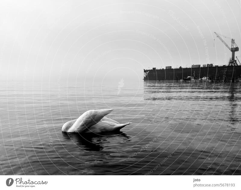 Ein Schwan taucht seinen Kopf ins Wasser Meer Horizont Ostsee melancholie Einsam anmutig elegant weiß schwanenhals Tier Vogel schön Natur Trauer Traurigkeit