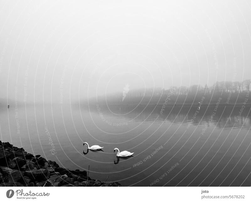 Zwei Schwäne auf dem Kanal schwimmend Schwan Meer Horizont Ostsee Weitsicht melancholie Einsamkeit allein anmutig elegant weiß schwanenhals Wasser Tier Vogel