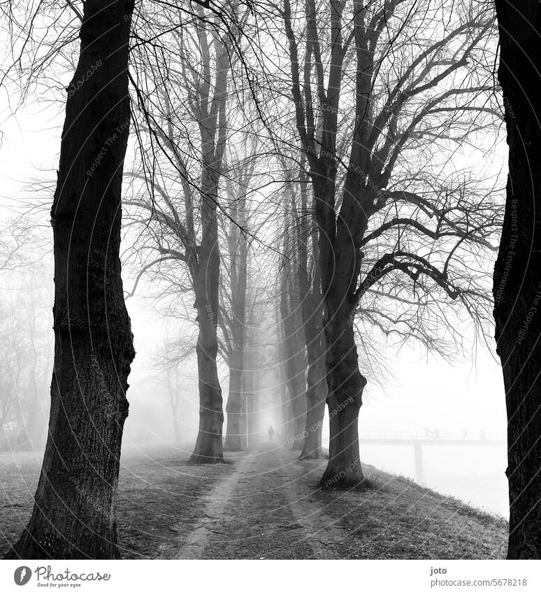 Alle im Nebel mit Silhouette und Steg im Hintergrund Bäume Baum silhouetten bewölkt Nebelstimmung trüb trübes Wetter trist Trauer ruhig Ruhe verlassen