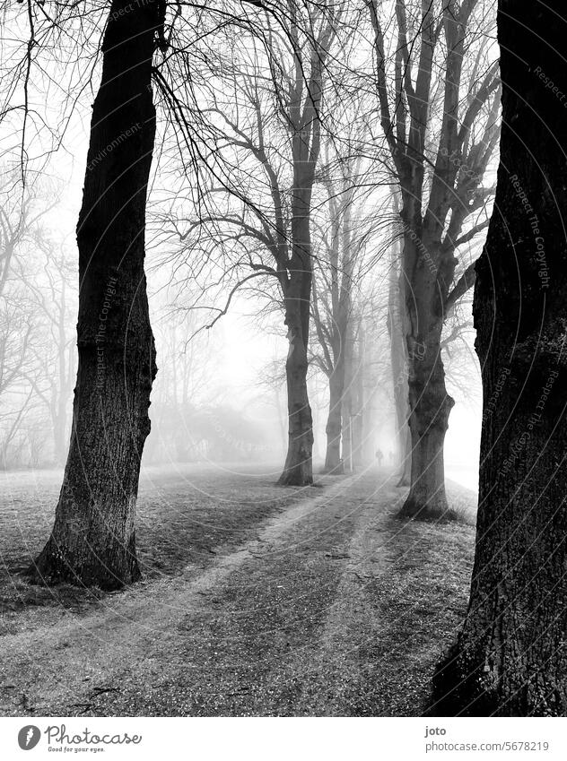 Alle im Nebel mit Silhouetten im Hintergrund Bäume Baum silhouetten bewölkt Nebelstimmung trüb trübes Wetter trist Trauer ruhig Ruhe verlassen verlassener Ort